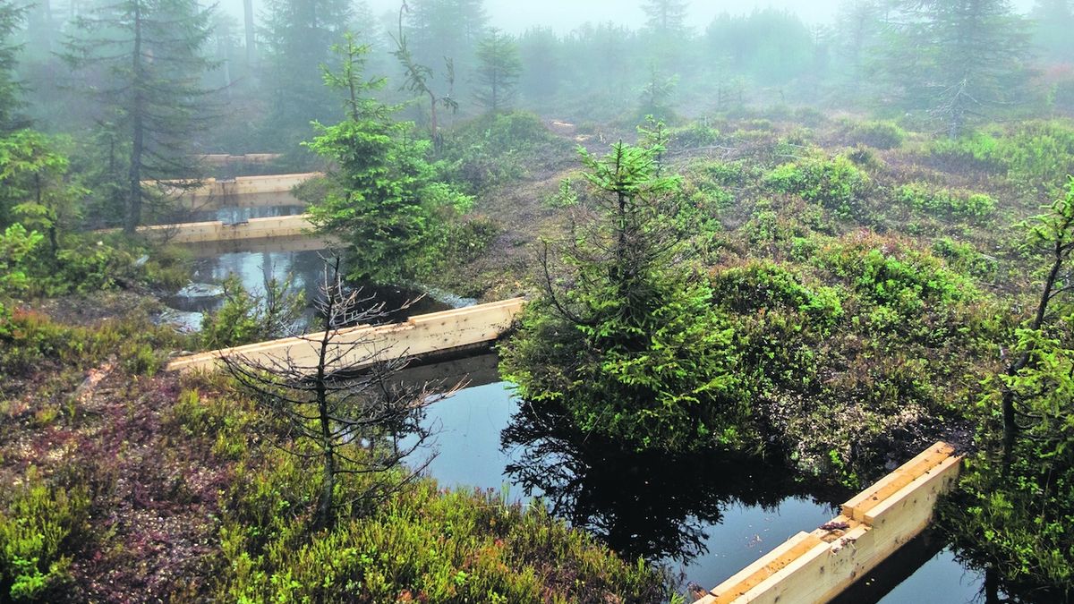 Dřevěné přehrážky mají ochránit rašeliniště